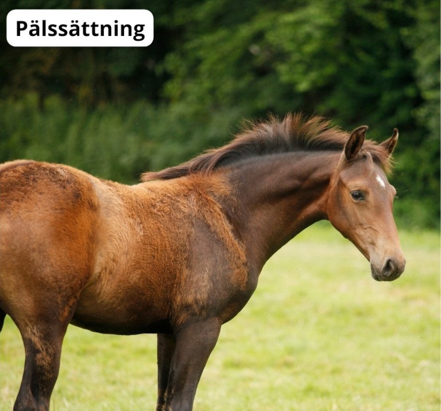 Häst genomgår pälssättning på våren