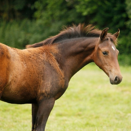en häst som fäller päls